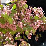 PORTULACARIA (Portulacaceae)